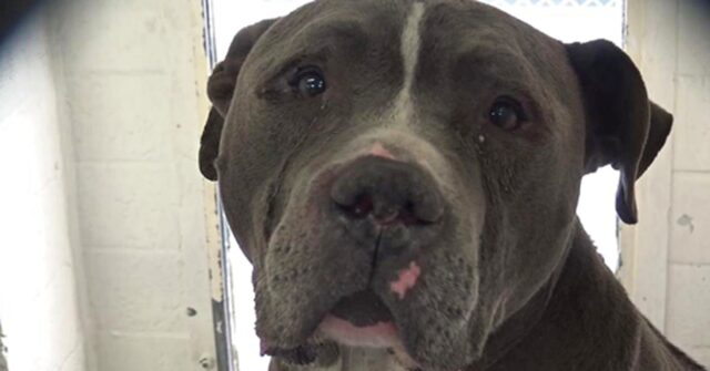 Blue King, il Pitbull che piange appena capisce di essere stato abbandonato