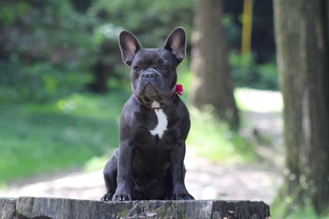 Tuffy, il cucciolo di cane che ha finalmente una nuova vita