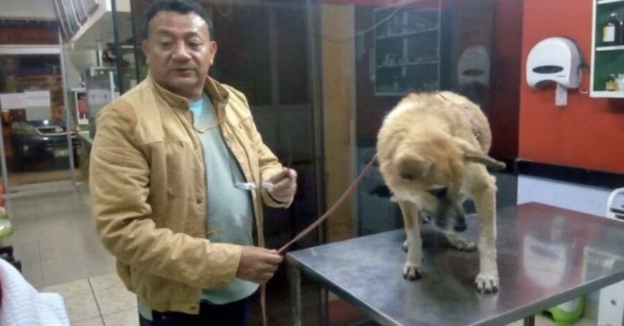 uomo con cane dal veterinario