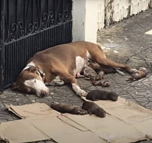 Cagnolina partorisce in strada e protegge i suoi cuccioli con amore