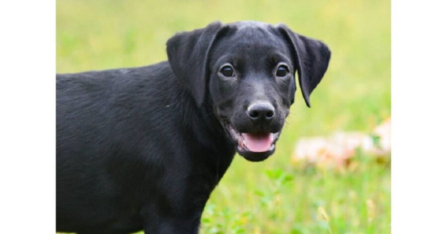 cagnolina nel canile di Rubano