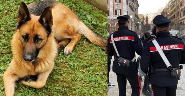 Carabinieri adottano il cane dell’uomo che hanno appena arrestato
