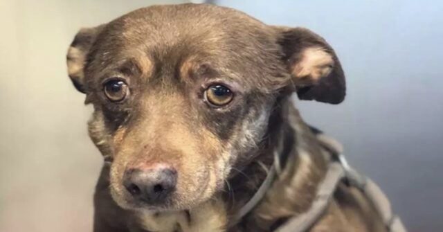 Choco: il cane abbandonato in un rifugio perché troppo vecchio