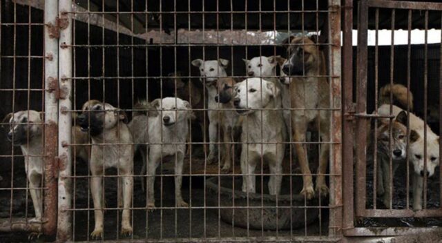 Corea del Sud: il più grande macello per cani è stato chiuso