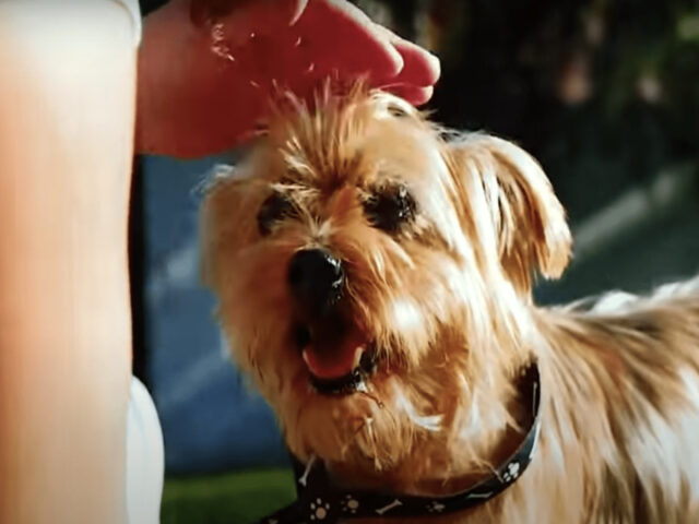 Buttato nella spazzatura riceve amore per la prima volta: la storia del cane Rocky