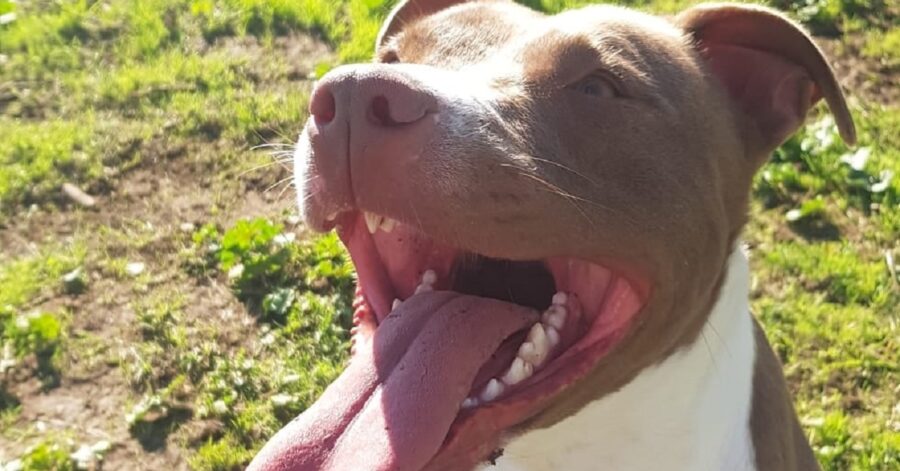 cane con la lingua di fuori