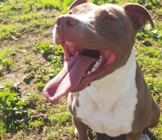 Diana: piccola Pitbull di un anno e mezzo spera in una dolce adozione