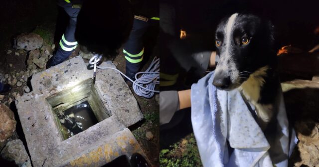 Django, il cane buttato in un pozzo è stato salvato dai pompieri