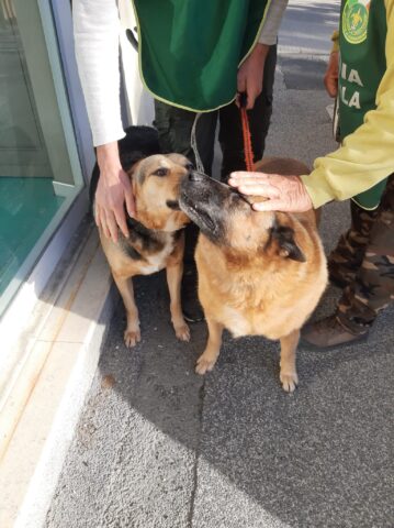 Donna muore in casa: i cani vegliano su di lei per giorni