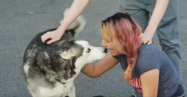 Dopo due anni di ricerche riabbraccia il cane rubato mentre faceva la chemioterapia