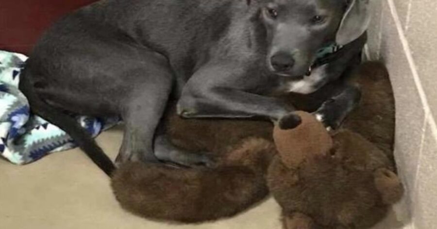 cane con il suo orsetto