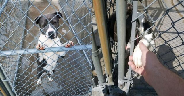 Ellie, la Pitbull che dà la zampa ai visitatori del rifugio per chiedere aiuto