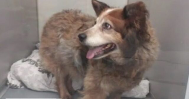 Ginger: la cagnolina scappata di casa e riapparsa tre anni dopo