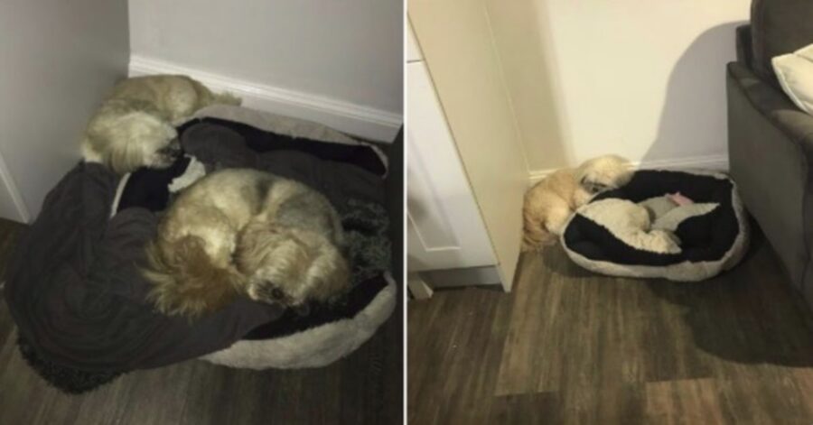 cani prima e dopo la morte di uno di loro