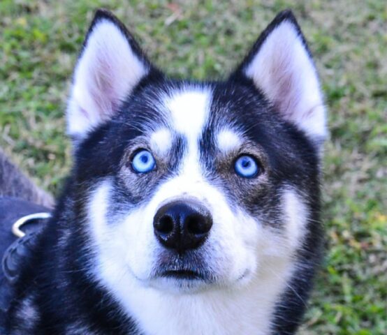 Kiro: bellissimo Siberian Husky cerca una famiglia dinamica come lui