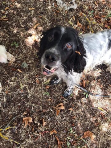 Krizia, la cagnolina anziana è alla ricerca di una famiglia