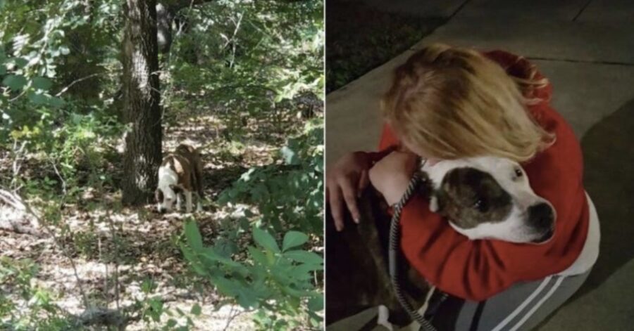 cane ritrovato nel bosco