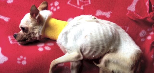 Lemon, il Chihuahua abbandonato in autostrada che pesava solo un kg