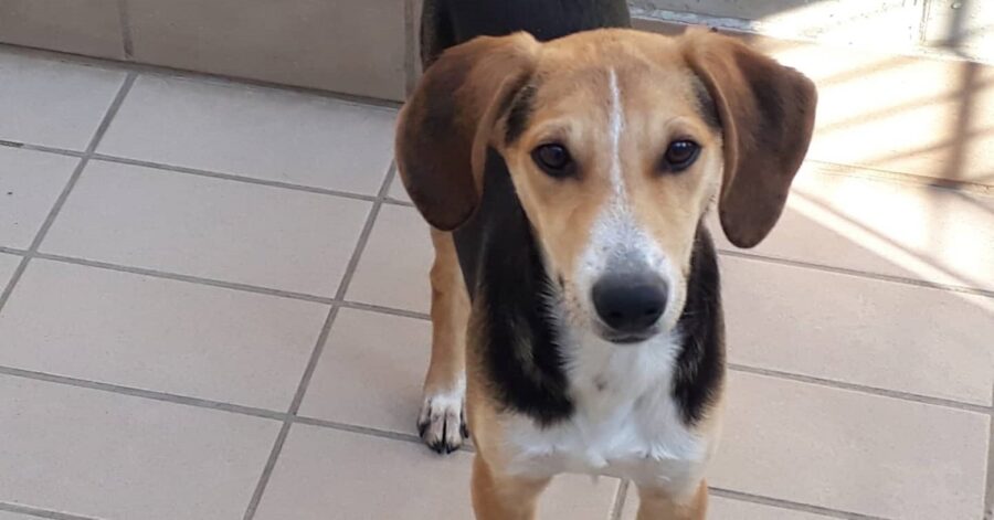 cagnolino dalle orecchie lunghe e marroni