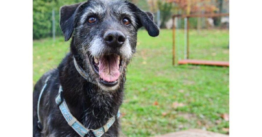 cane con la pettorina azzurra