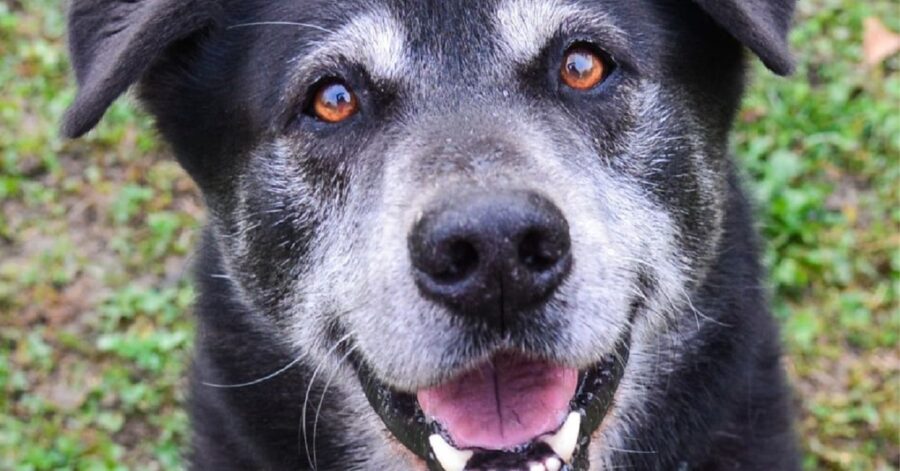 cane con gli occhi marroni e naso nero