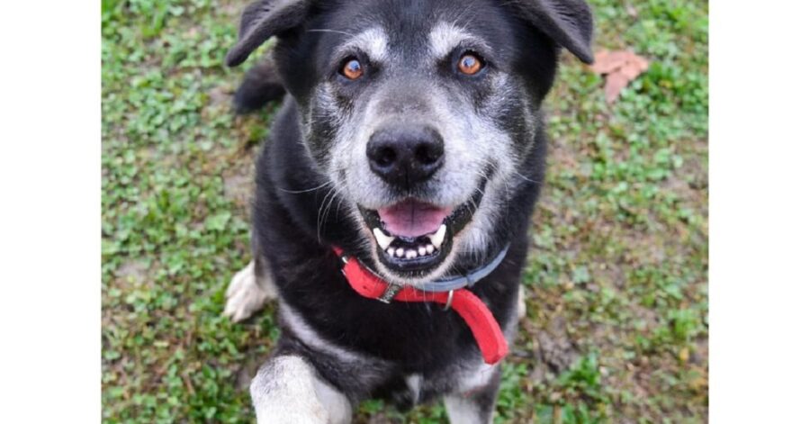 cane con il guinzaglio rosso