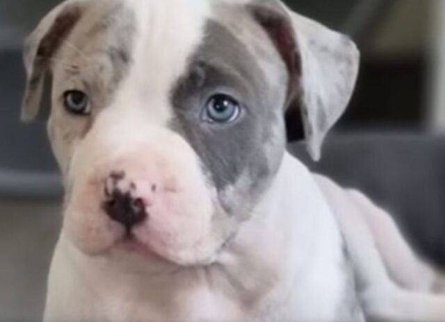 Lucky cucciolo di Bulldog Americano è stato rapito insieme ai suoi due fratellini