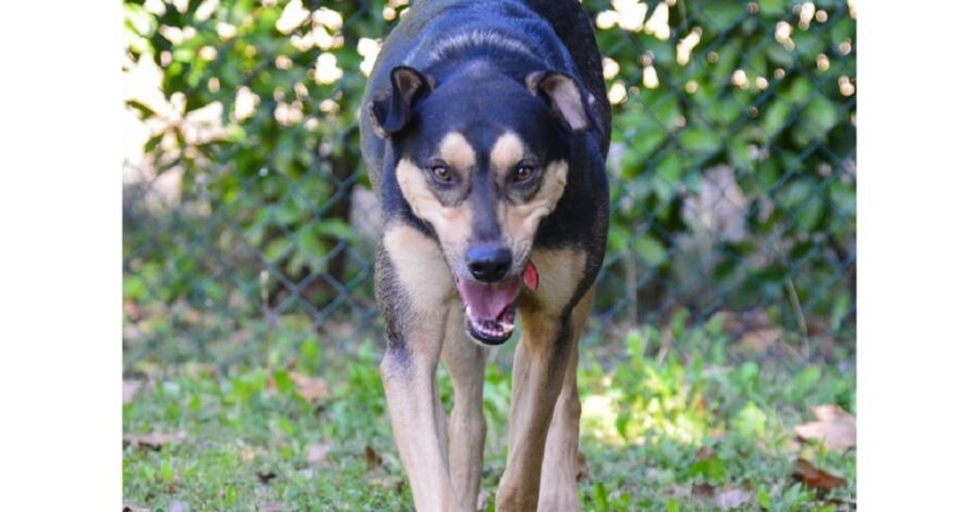 cane che cammina sull'erba