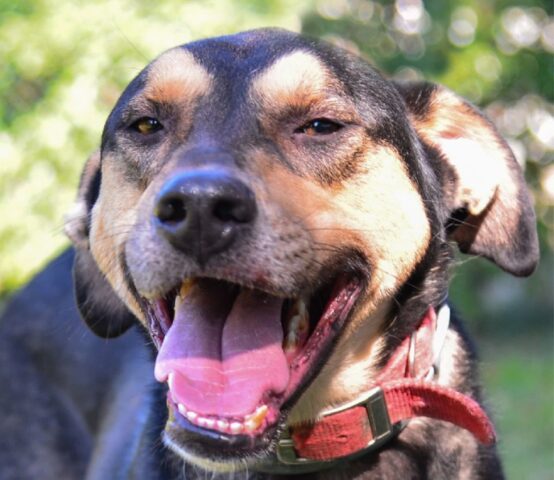 Lyo, cagnolino affettuoso e sensibile è alla ricerca disperata di una padrona