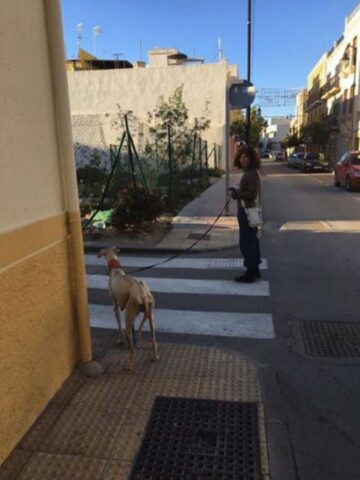 Mamma cane cammina per 3 km con una zampa rotta per salvare i suoi cuccioli appena nati