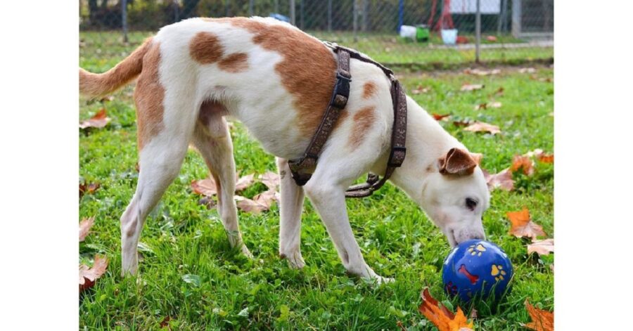 cane che gioca con la palla