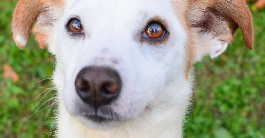 cane con gli occhi marrone chiaro