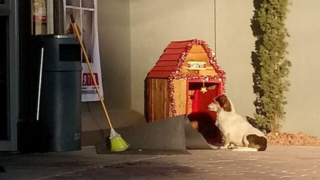 Migajon, il cagnolino randagio adottato dai dipendenti di un supermercato