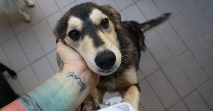 cagnolina accarezzata dalla volontaria