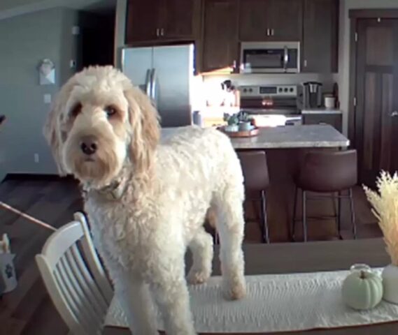 La cucciola di cane Millie combina guai mentre è a casa da sola: la telecamera riprende tutto