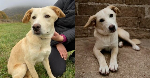 Milù, la simpatica cucciolona sta cercando una famiglia