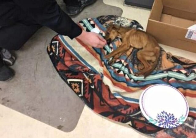 Miranda, la cagnolina trovata pelle e ossa adesso ha cambiato vita