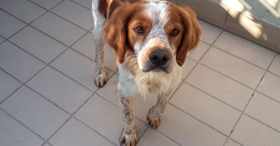 cagnolino che cammina nel canile di Brescia