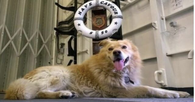 Ci ha lasciati Camillo, il cane marinaio mascotte della portaerei della Marina Militare Cavour (VIDEO)