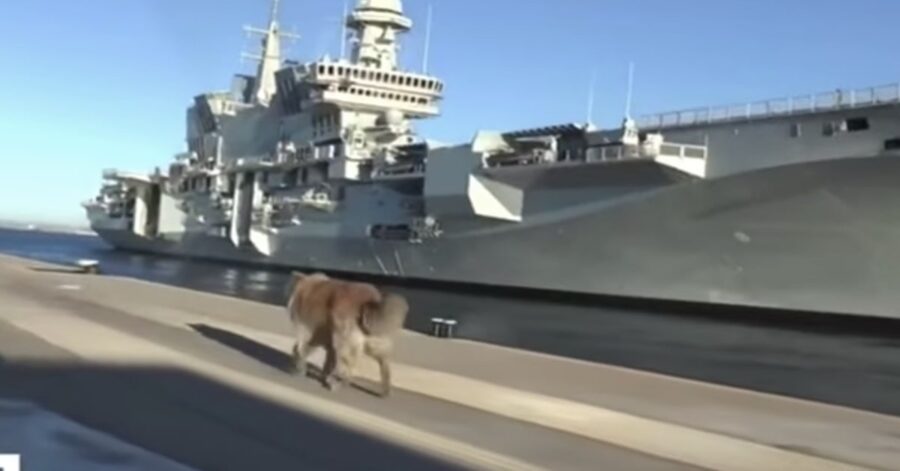 cane cammina sulla banchina vicino alla portaerei