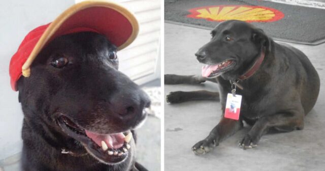 Negão, il cagnolone che lavora in una stazione di servizio
