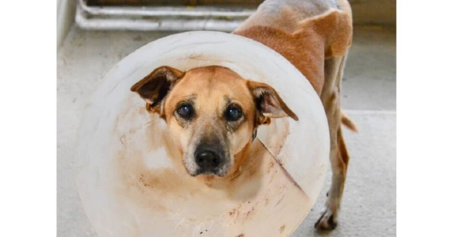 cagnolina con il collarino medico