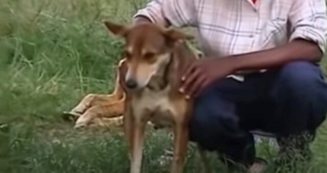 Neonata abbandonata in un sacchetto di plastica, viene salvata da un cane