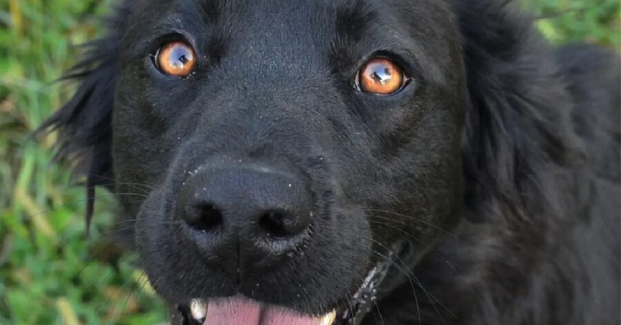 cane con la bocca aperta che sorride