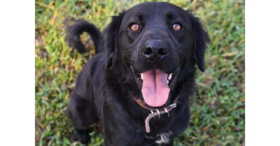 cane con il guinzaglio marrone