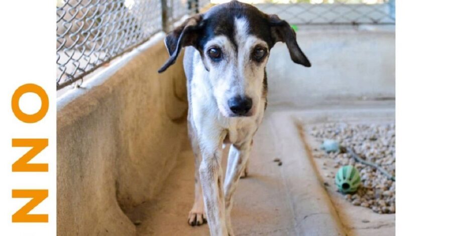 cane nel canile di Rubano