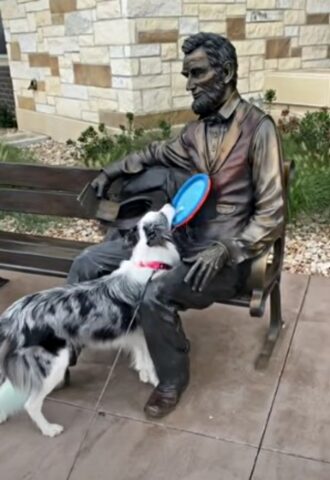 Nova, la cagnolona che vuole giocare a frisbee con Abraham Lincoln (VIDEO)