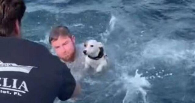 Un cane disperato in mezzo all’oceano: salvato da un gruppo di amici