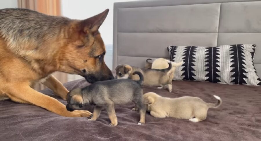 pastore tedesco incontra cuccioli per la prima volta