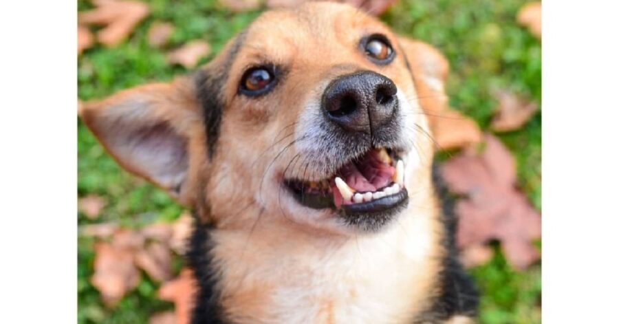 cane con la bocca aperta che sorride